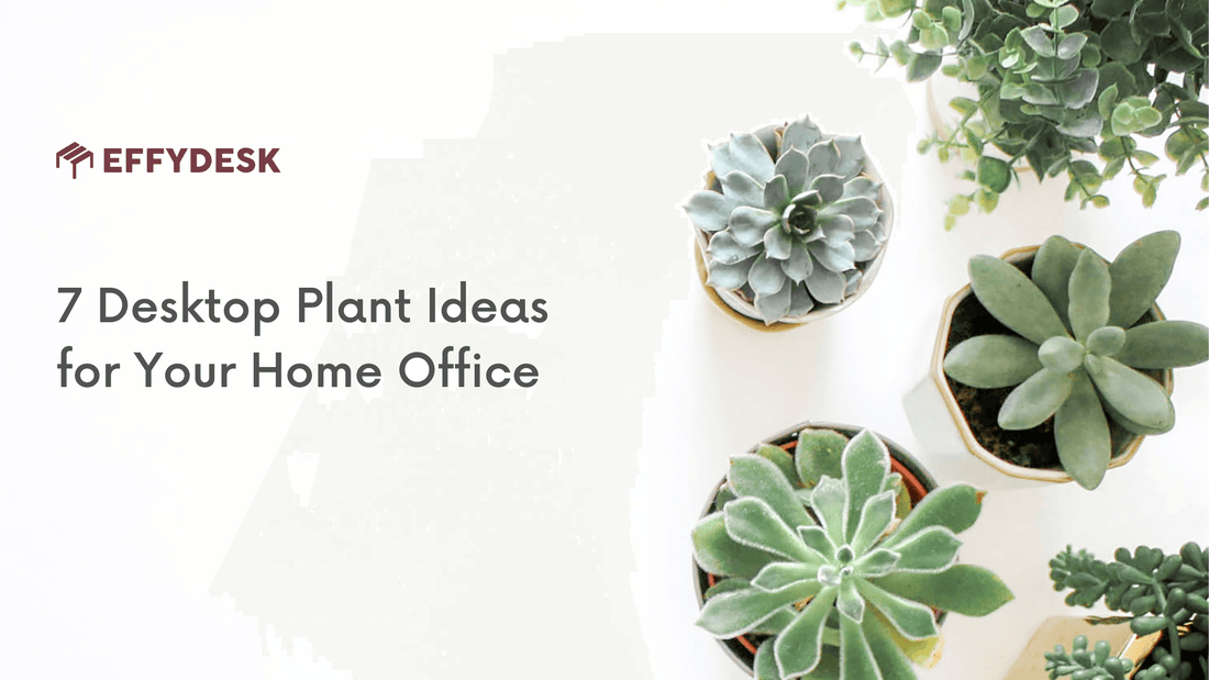 7 Desktop Plant Ideas for Your Home Office - EFFYDESK