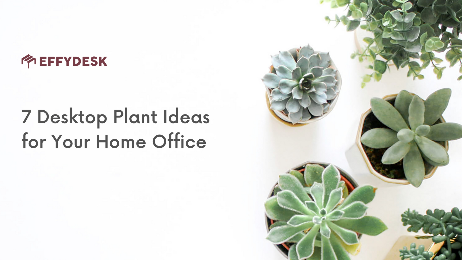 some desktop plants ideas that you can put apply for your Home Office