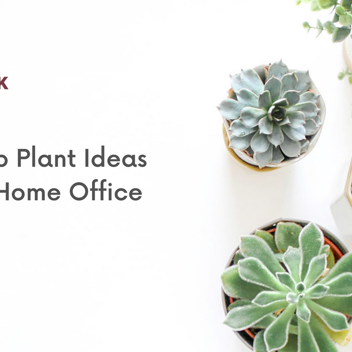 some desktop plants ideas that you can put apply for your Home Office